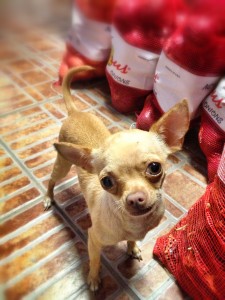 this little one was following us around the chile shop!
