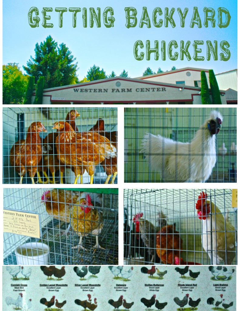 we headed out to the farm store and had so many chickens to decide between when picking out our backyard chickens