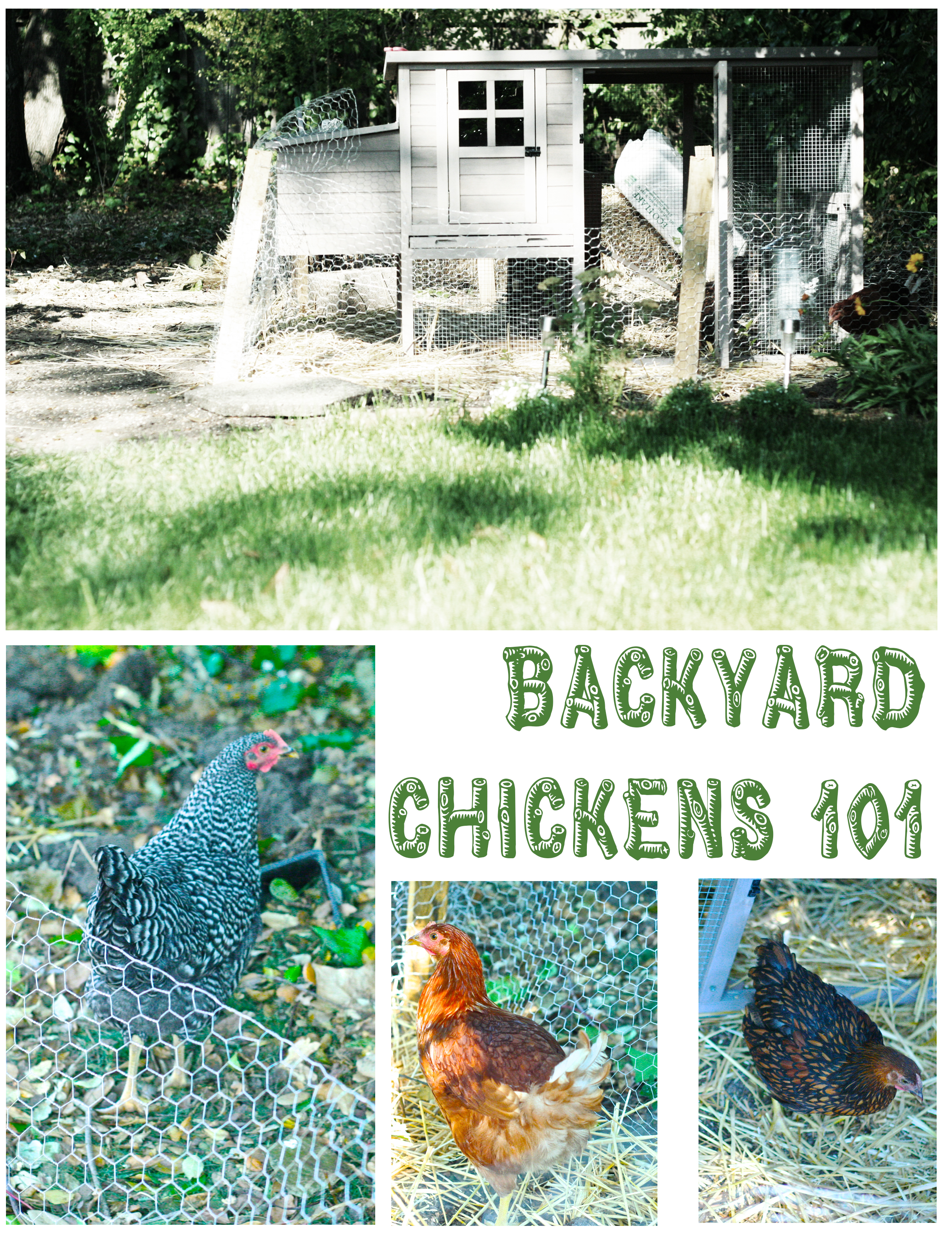 How To Build A Chicken Coop Raise Backyard Chickens Dear