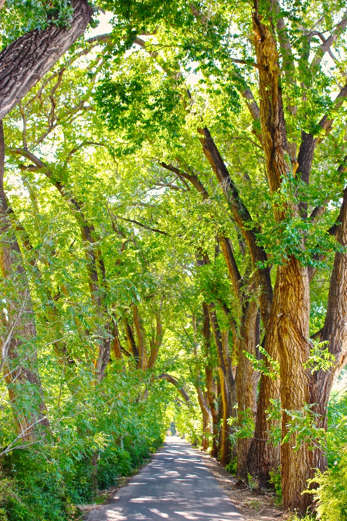 los-poblanos-inn-Albuquerque-new-mexico-dear-handmade-life-green-tree-path-lined