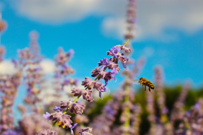los-poblanos-inn-Albuquerque-new-mexico-dear-handmade-life-lavender-bee-pollen-honey-polinate