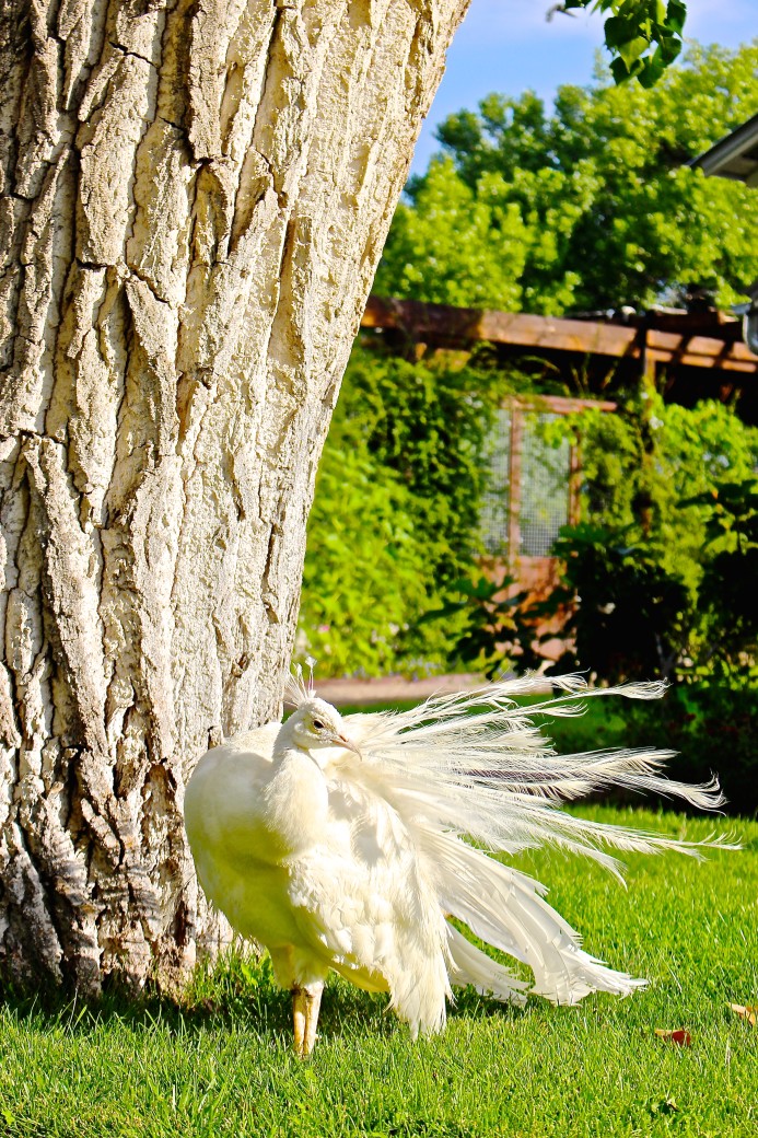 los-poblanos-inn-Albuquerque-new-mexico-dear-handmade-life-white-bird-peacock