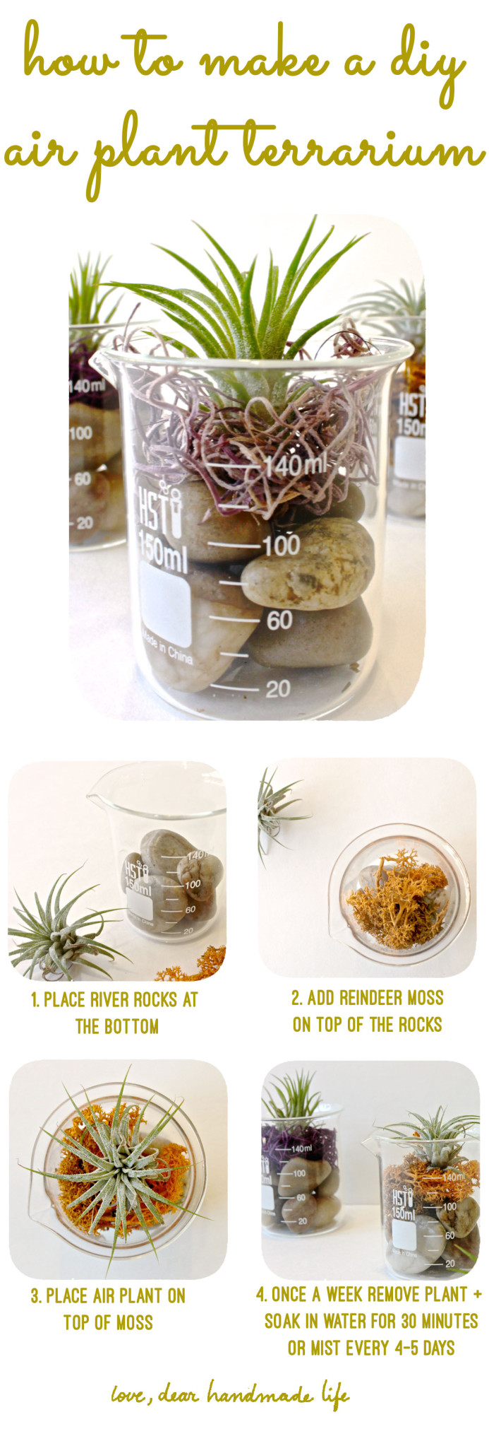 how-to-make-a-diy-air-plant-terrarium