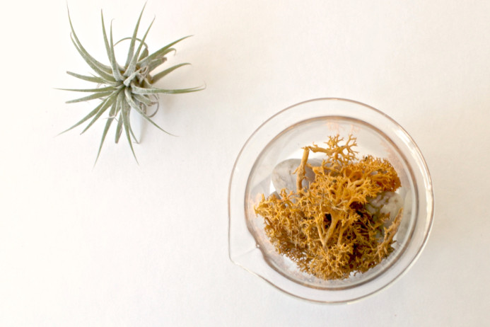 Dear Handmade Life - Craft tutorial - How to make a DIY air plant terrarium in a beaker