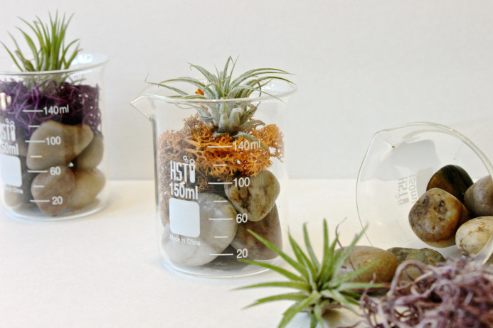 Dear Handmade Life - Craft tutorial - How to make a DIY air plant terrarium in a beaker