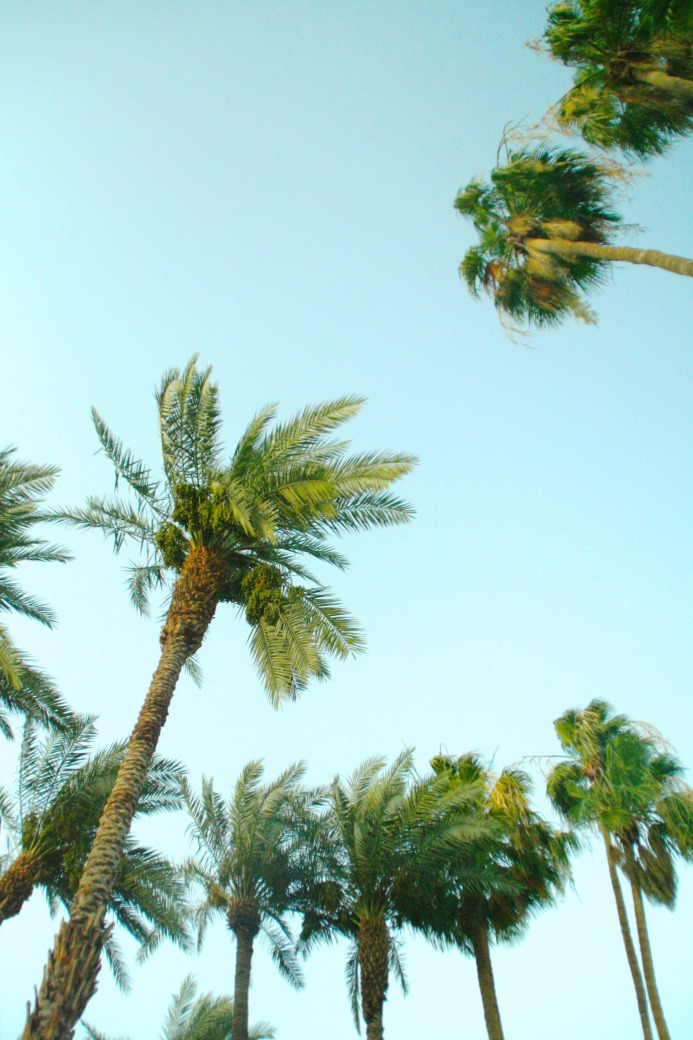palm-spring-blue-sky-palm-tree-green-dear-handmade-life