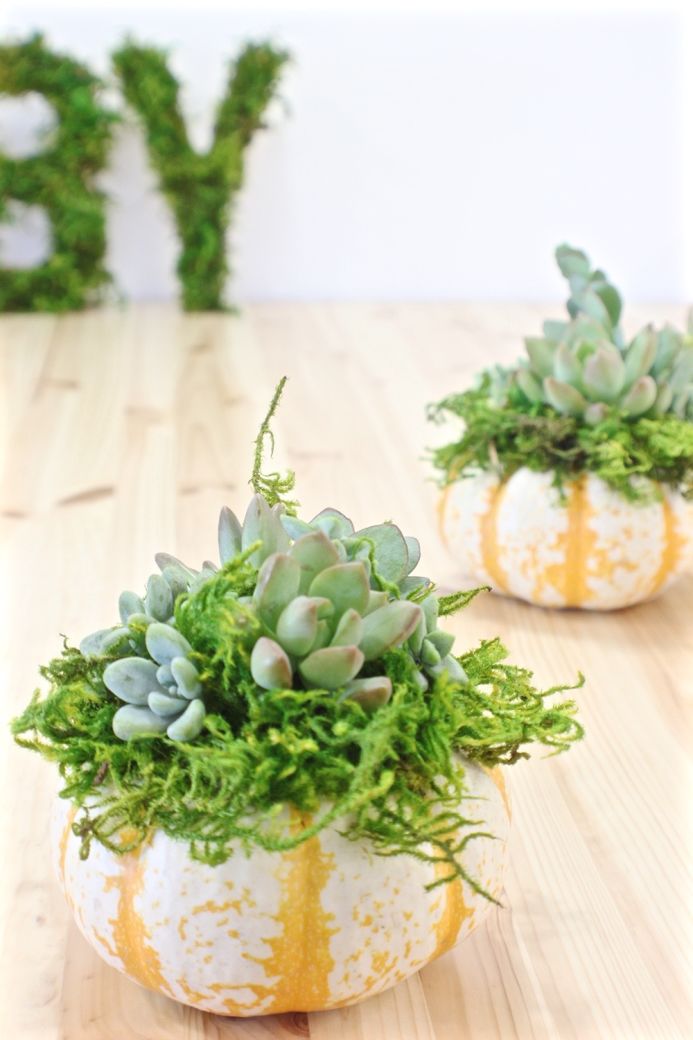 DIY Succulent Pumpkin from Dear Handmade Life