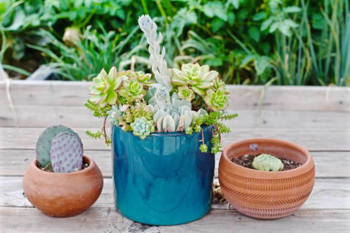 How to save water in your garden during a drought from Dear Handmade Life