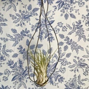 DIY Air Plant in a Vintage-inspired Hand-knotted Wire Hanger